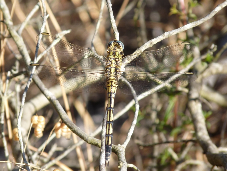 Da determinare - Orthetrum trinacria